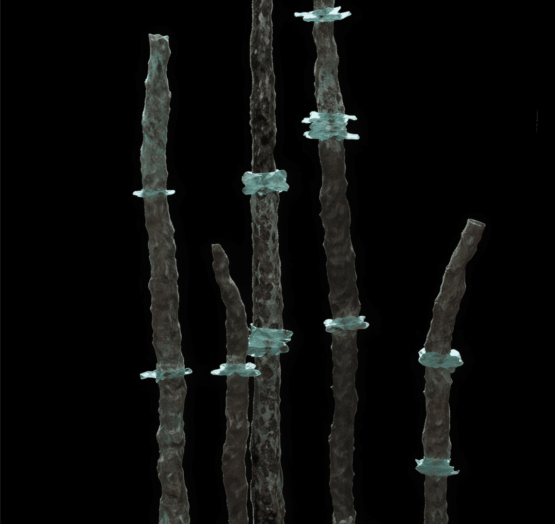 Tall, textured rods with blue highlights