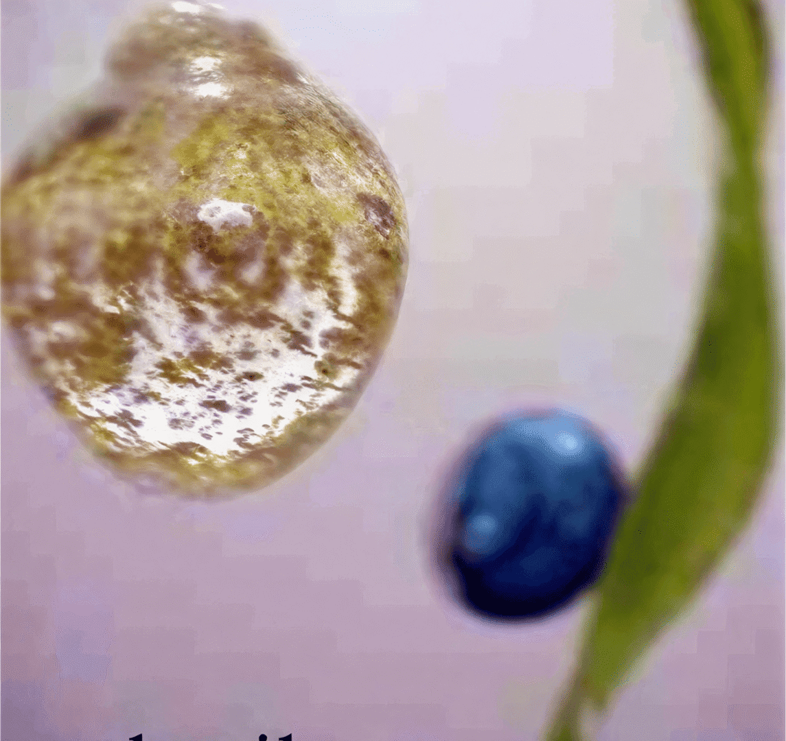 Abstract close-up of liquid drops