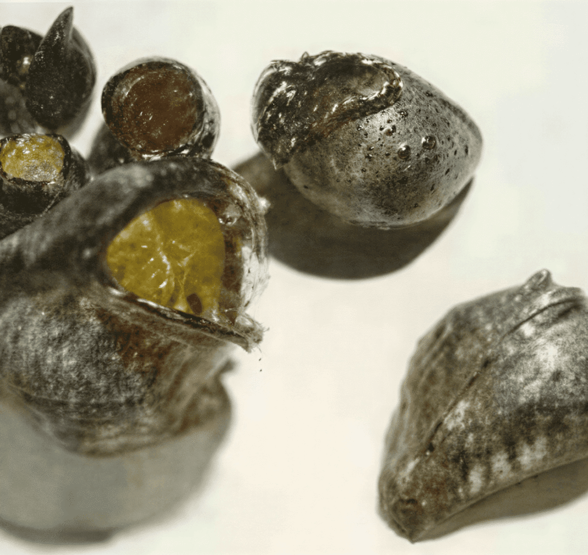 Metallic seed pods with exposed interiors