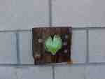 Plant growing through small hole in wall.