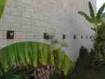 Brick wall with tropical plants in foreground.
