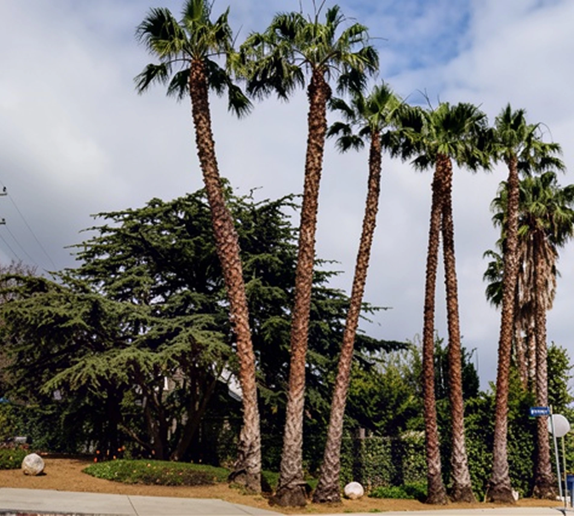 Tall palm trees beside a street corner.