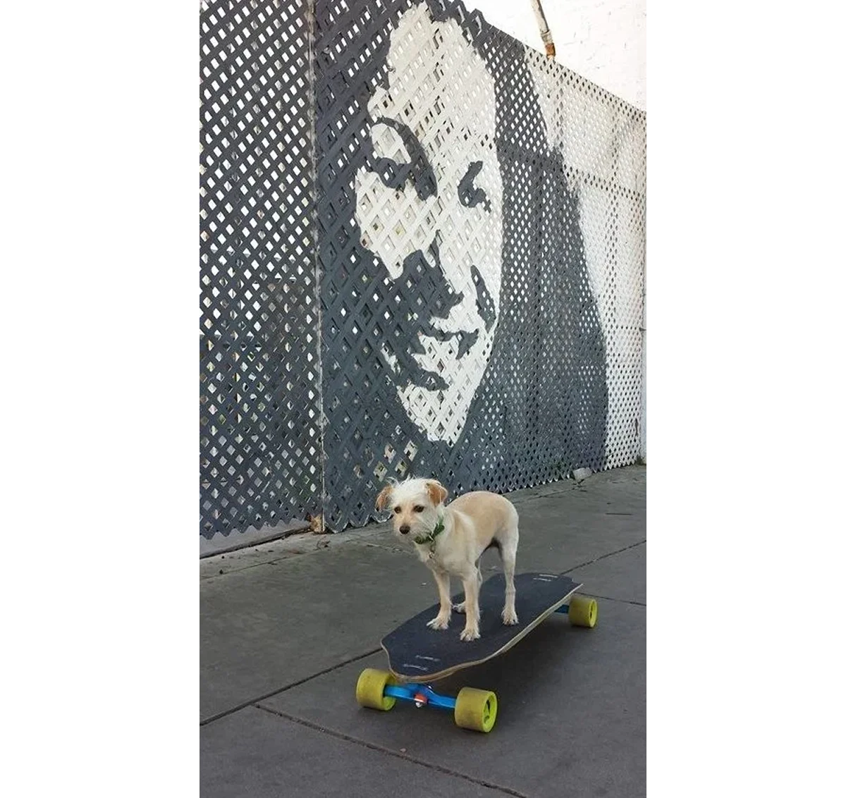 Dog on skateboard by wall mural.
