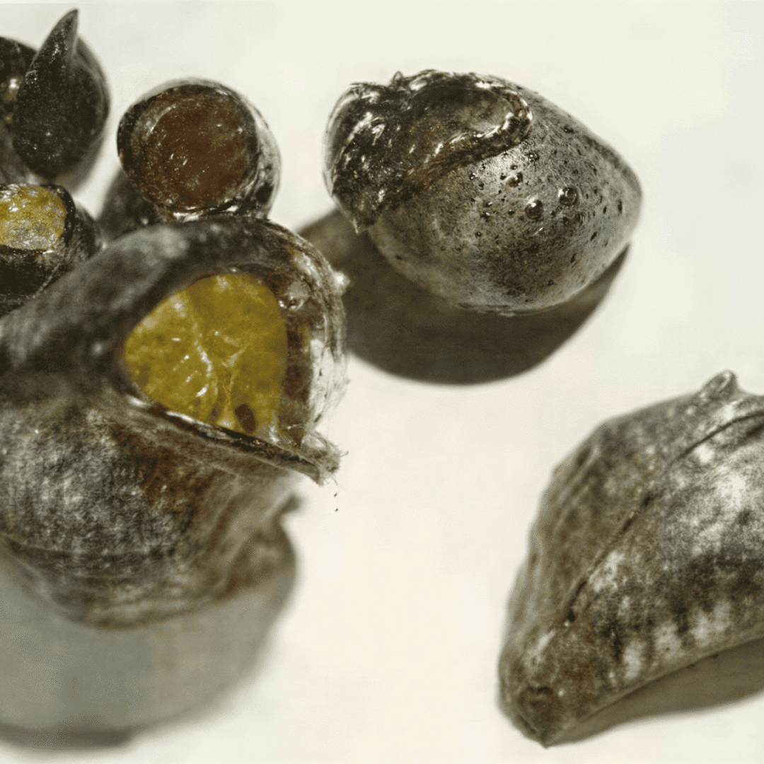 Metallic seed pods with exposed interiors